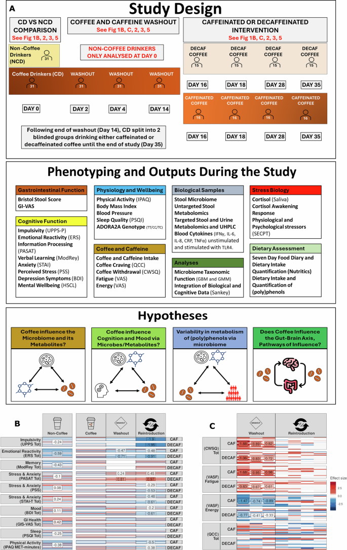 Fig. 1: Coffee consumption, abstinence and reintroduction influences cognition, physiology, and craving.
