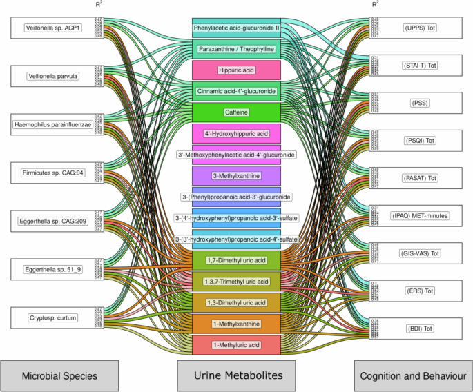 Fig. 6: Shared impact of coffee on microbial species and urinary (poly)phenol metabolites to influence cognition and behaviour.