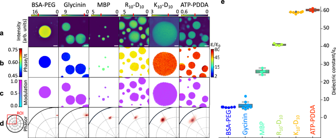Fig. 2: ACDAN hyperspectral imaging enables the broad-range determination of local permittivity in the dense phase of biomolecular condensates.