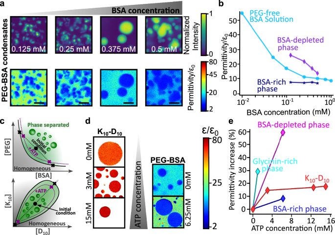 Fig. 4: Evolution of dielectric permittivity with macromolecule concentration and ATP modulation.