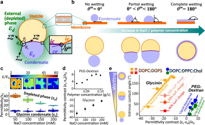 Fig. 5: Membrane wetting by condensates is modulated by the permittivity contrast between coexisting phases.