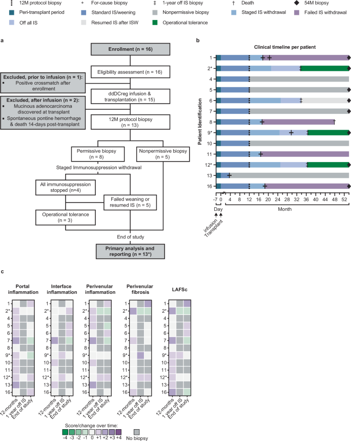 Fig. 2: Course and outcomes of the donor-derived regulatory dendritic cell (ddDCregs) infusion for living donor liver transplantation trial.
