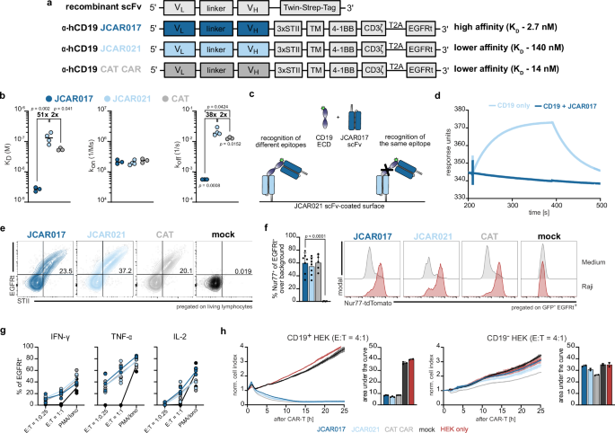 Fig. 1: In vitro characterization of high- and low-affinity CAR-T cells.