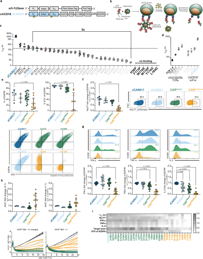 Fig. 2: Ligand binding affinity has only scarce impact on in vitro functionality of CAR-T cells.