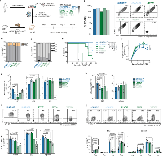 Fig. 3: CAR ligand binding affinity influences recruitment, activation, and anti-tumor efficacy in vivo.