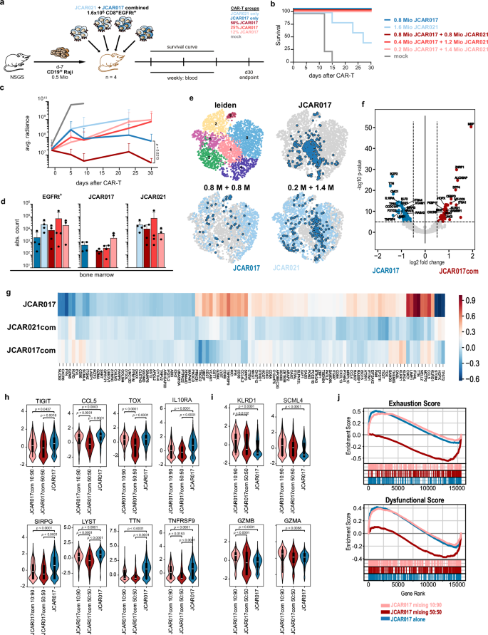 Fig. 6: High-affinity CAR-T cells show superior functionality and less signs of exhaustion when administered with low-affinity CARs.