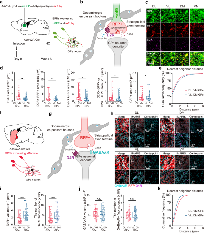 Distinct modes of dopamine modulation on striatopallidal synaptic  transmission | Nature Communications