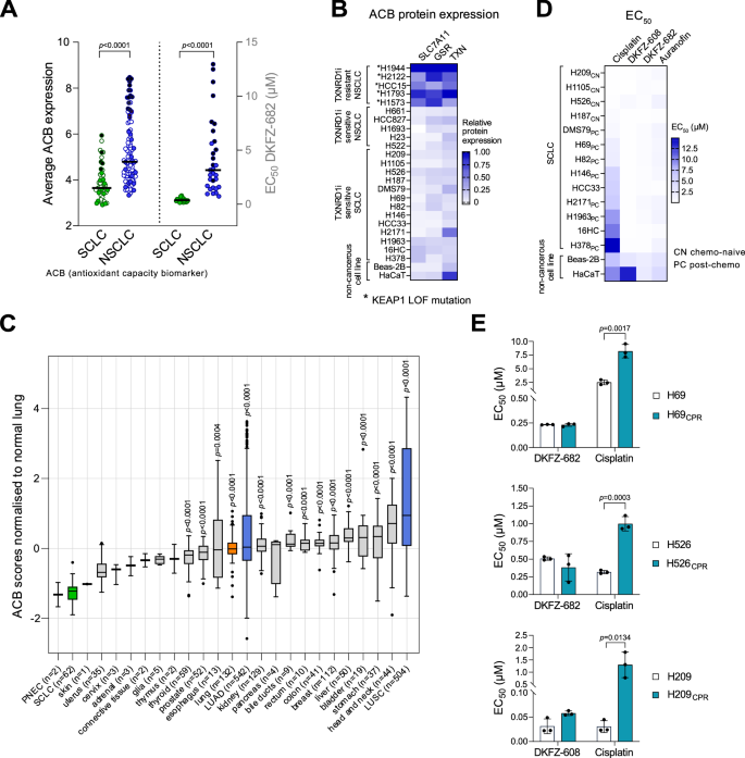 Fig. 1: SCLCs have a low expression of ACBs and are very sensitive to TXNRD1 inhibition, regardless of their resistance-status to cisplatin.