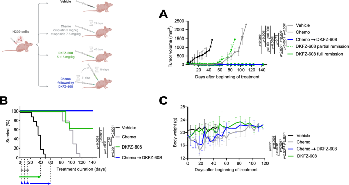 Fig. 2: Targeting of TXNRD1 is efficient as a maintenance therapy for chemotherapy-resistant SCLC tumors in vivo.