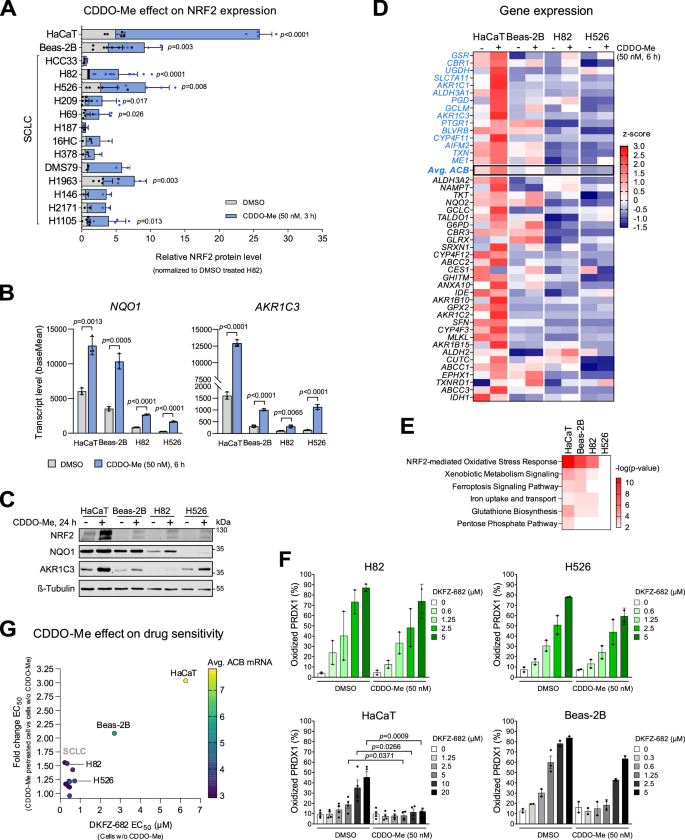 Fig. 3: The activation of NRF2 pathway by CDDO-Me protects non-cancerous cells but not SCLCs against the cytotoxic effect of TXNRD1 inhibitors.