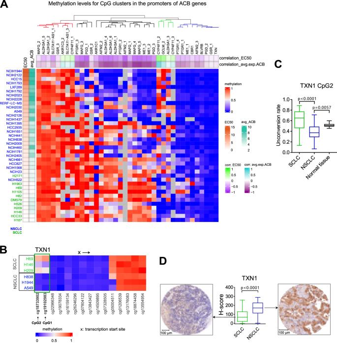 Fig. 4: Increased promoter methylation of ACB genes in SCLCs correlates with the sensitivity to TXNRD1 inhibitor.