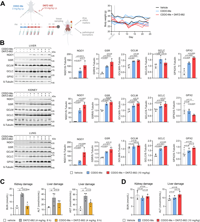 Fig. 5: CDDO-Me widens the therapeutic window for a TXNRD1-targeting inhibitor in vivo.