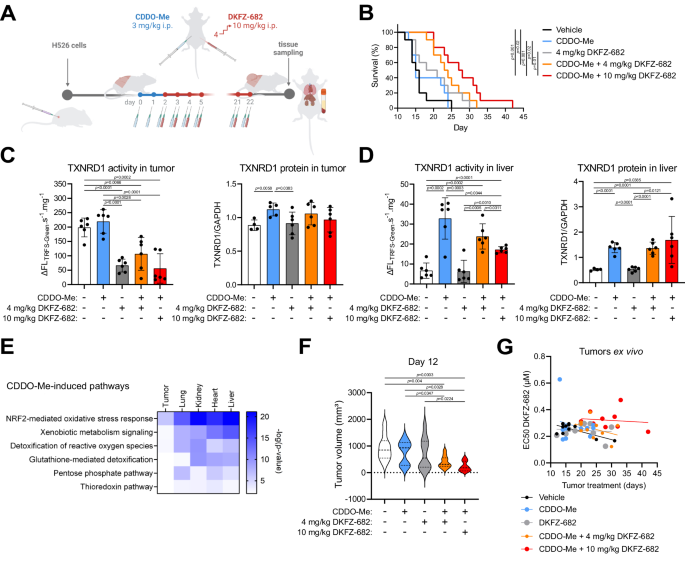 Fig. 6: A selective activation of NRF2 pathway by CDDO-Me in normal tissues expands the therapeutic potential of TXNRD1 inhibitors in vivo.