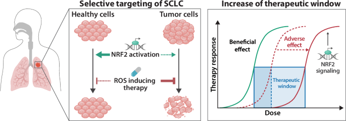 Fig. 7: Schematic illustration depicting the differential cytoprotective effect of pharmacological NRF2 pathway activation in normal versus malignant cells.