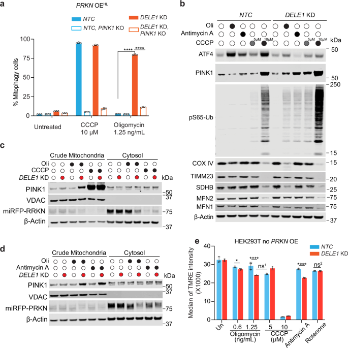 Fig. 2: Mild mitochondrial stress promotes PINK1 accumulation on mitochondria in DELE1-deficient cells.