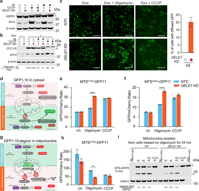 Fig. 3: DELE1 maintains mitochondrial presequence protein import upon stress.