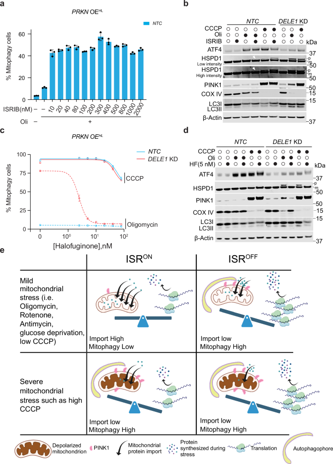 Fig. 5: Modulation of mitophagy by small molecules that inhibit or activate the ISR.