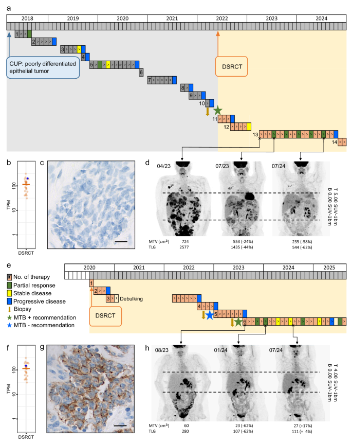 Fig. 6: Efficacy of ERBB2-directed ADC treatment.