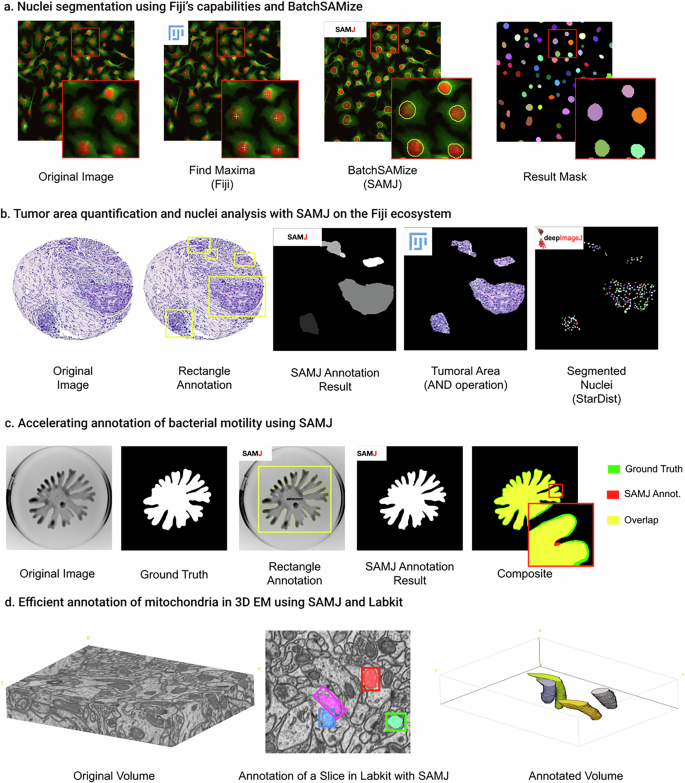 Fig. 2: Use cases demonstrating the versatility of SAMJ for bioimage analysis.