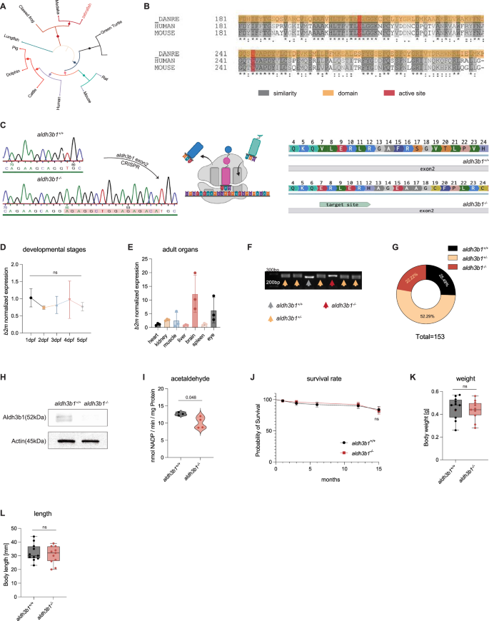 Fig. 1: Generation and validation of aldh3b1-/- zebrafish using CRISPR/Cas9 technology.
