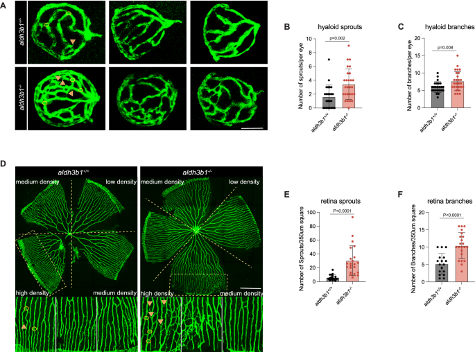 Fig. 2: Microvascular alterations in aldh3b1-/- mutants.