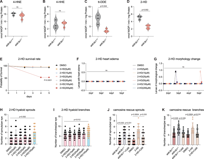 Fig. 3: Impaired 2-HD detoxification in aldh3b1-/- mutants altered hyaloid vasculature.