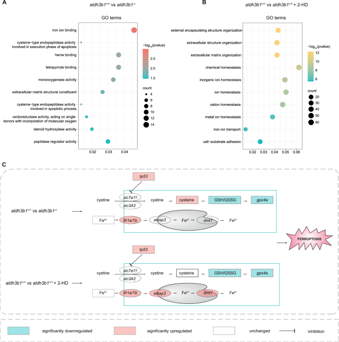 Fig. 4: Alterations of ferroptosis related pathways in aldh3b1-/- and in 2-HD treated zebrafish.