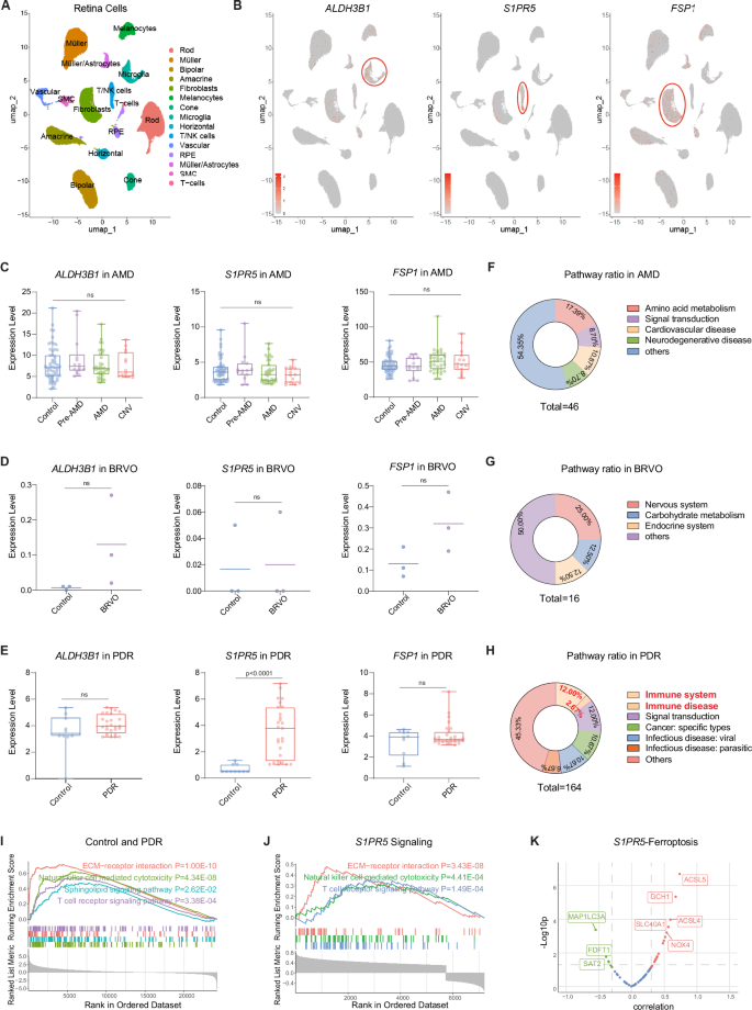 Fig. 7: S1PR5 is a novel target for human diabetic retinopathy.
