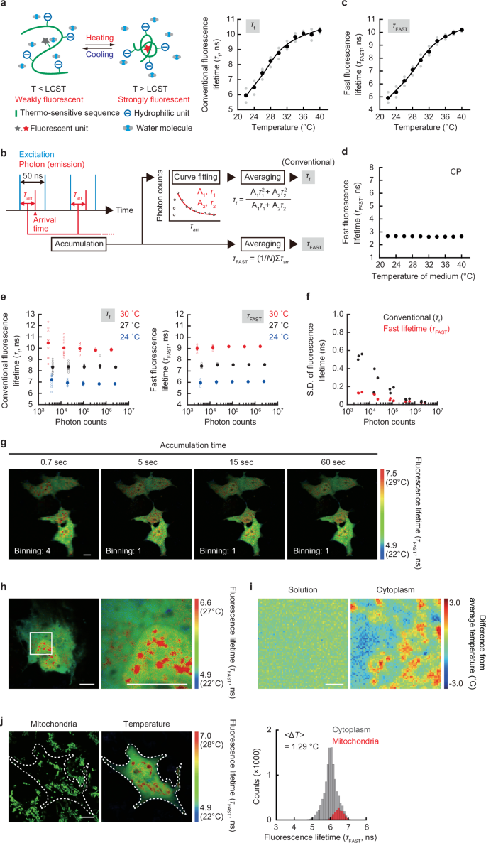 Fig. 1: High-resolution mapping of temperature in living COS7 cell with τFAST-based FLIM.