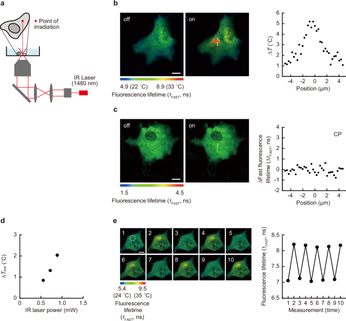 Fig. 2: Local heating using IR laser in living COS7 cell.