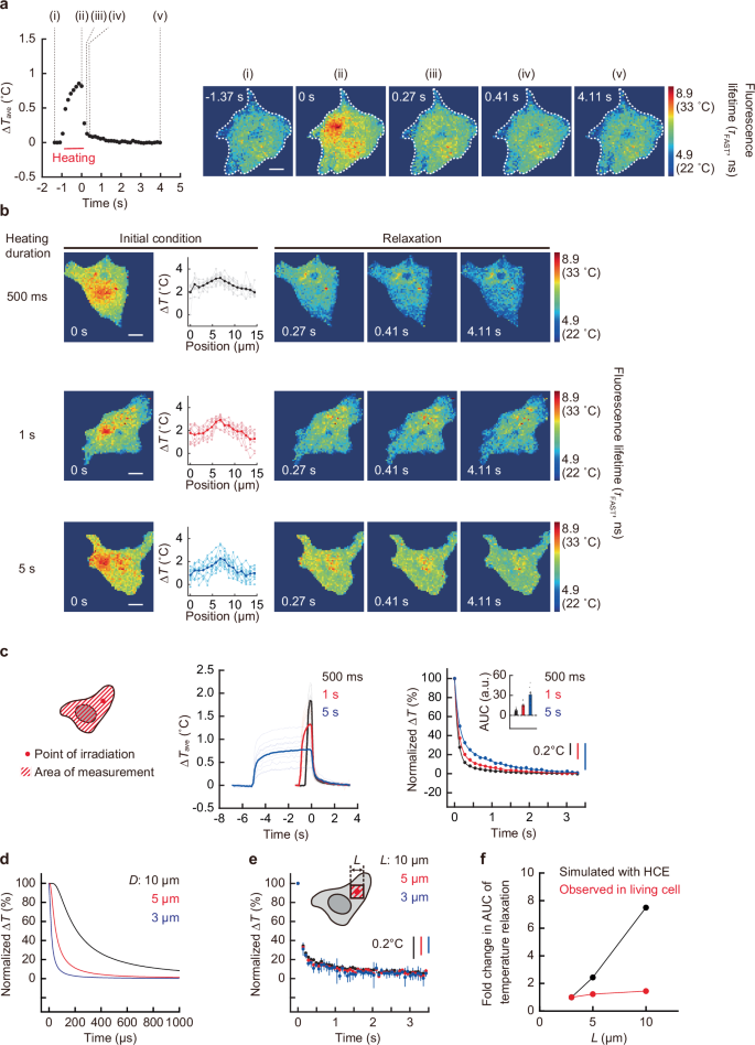 Fig. 4: Independence of intracellular temperature relaxation after continuous heating from the heat conduction model.