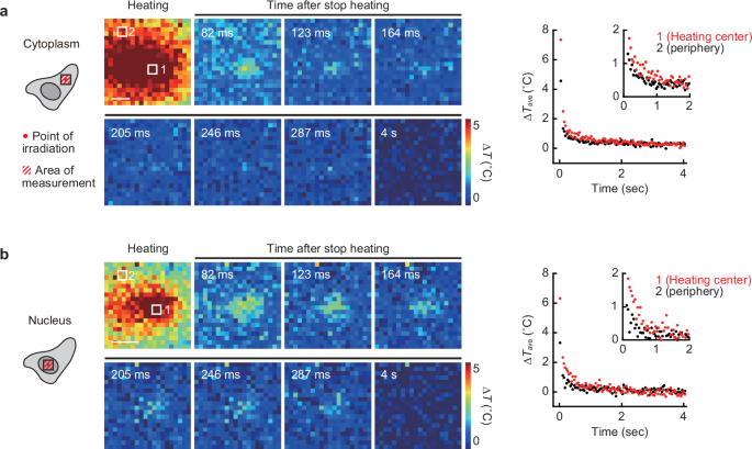 Fig. 5: Observation of slow temperature relaxation in the intracellular local area.