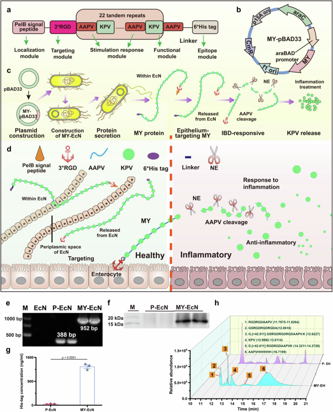 iam amazing white glutathione Bioinspired microcapsule reactor with engineered probiotics for IBD therapy Made Without_Gluten