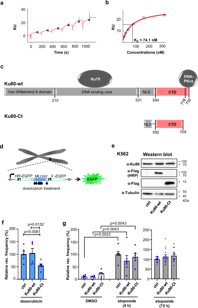 Fig. 1: Ku80-Ct binds EndoG and mitigates doxorubicin-induced rearrangements adjacent to the MLLbcr.