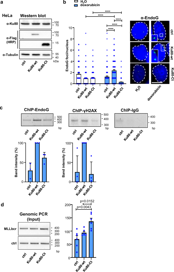 Fig. 2: Ku80-Ct interferes with nuclear foci formation of EndoG, MLLbcr binding and breakage.