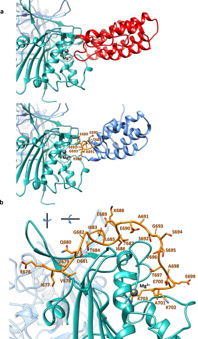 Fig. 3: Structure-based discovery of the Ku3 peptide.