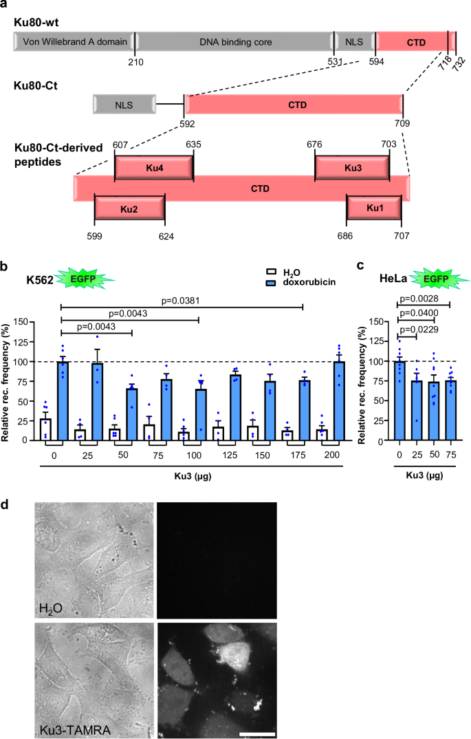 Fig. 4: Ku80-Ct-derived peptide Ku3 partially mitigates MLLbcr rearrangements.