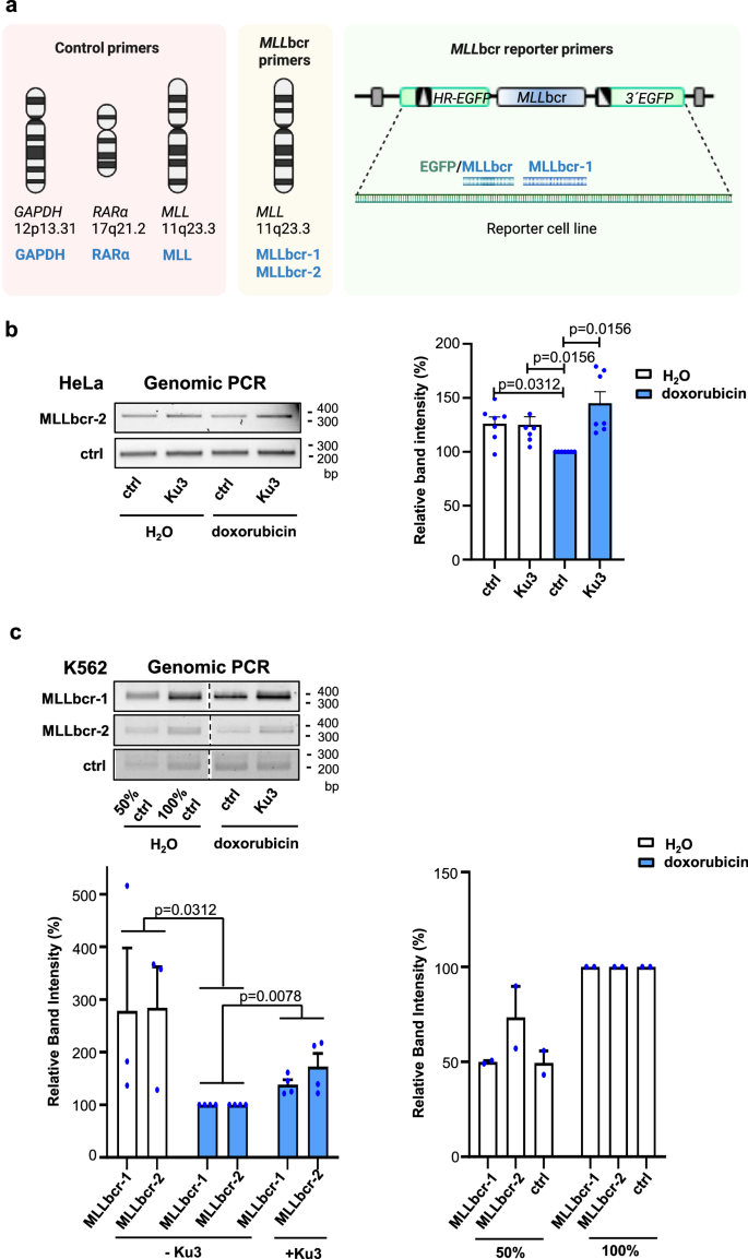 Fig. 5: Ku3 interferes with MLLbcr cleavage.