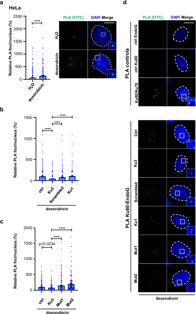 Fig. 6: Ku3 sequence-specifically interferes with the formation of complexes between Ku80 and EndoG.