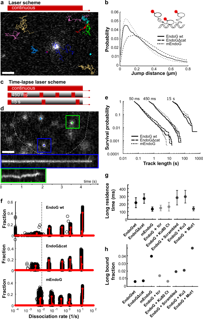 Fig. 7: SMT: peptides differentially affect EndoG binding to chromatin.