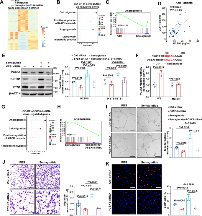 PCSK5 promotes angiogenesis and cardiac repair after myocardial infarction