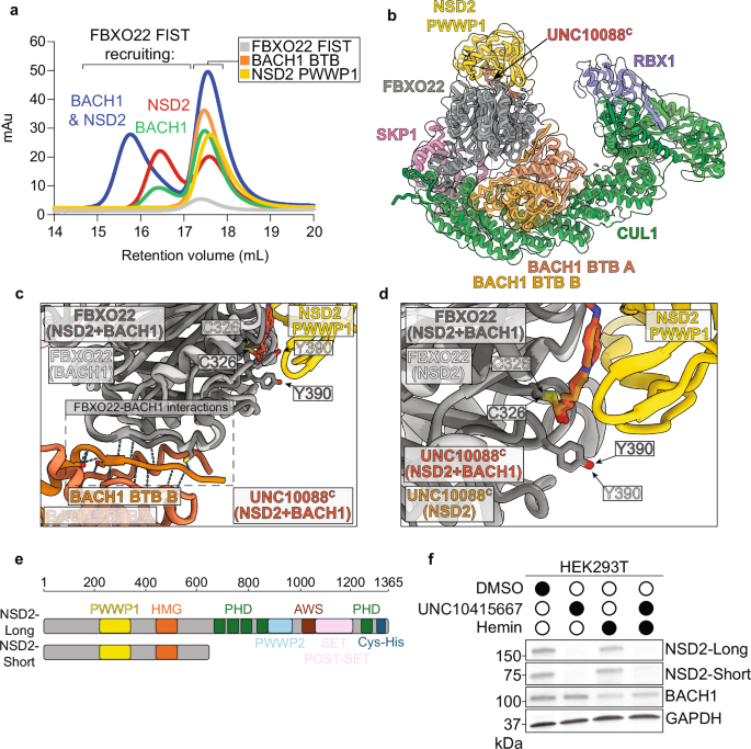 Structural basis of NSD2 degradation via targeted recruitment of SCF-FBXO22