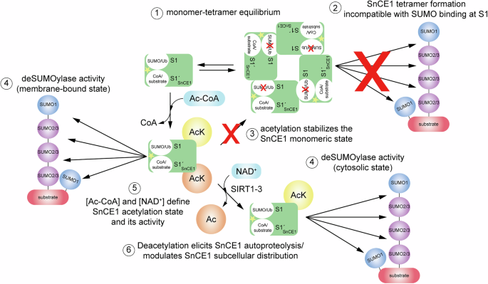 s-acetyl glutathione bioavailability human Reprogramming of bacterial virulence by lysine acetylation
