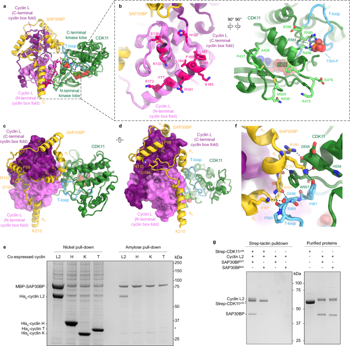 christopher shade glutathione complex Cryo-EM structures of the CDK11-cyclin L-SAP30BP reveal mechanisms of CDK11 regulation tax:Taxable Goods