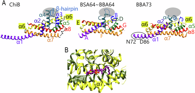 glutathione in borrelia Complement inhibition by a unique cluster of immunomodulatory outer surface  proteins of Borrelia recurrentis
