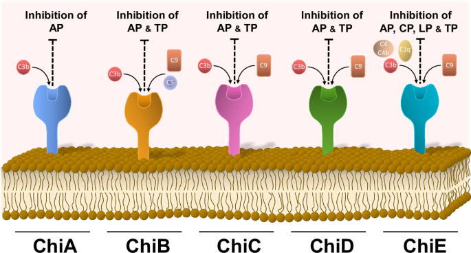 borrelia glutathione Complement inhibition by a unique cluster of immunomodulatory outer surface proteins of recurrentis واقي شمس للبشرة المختلطة الحساسة