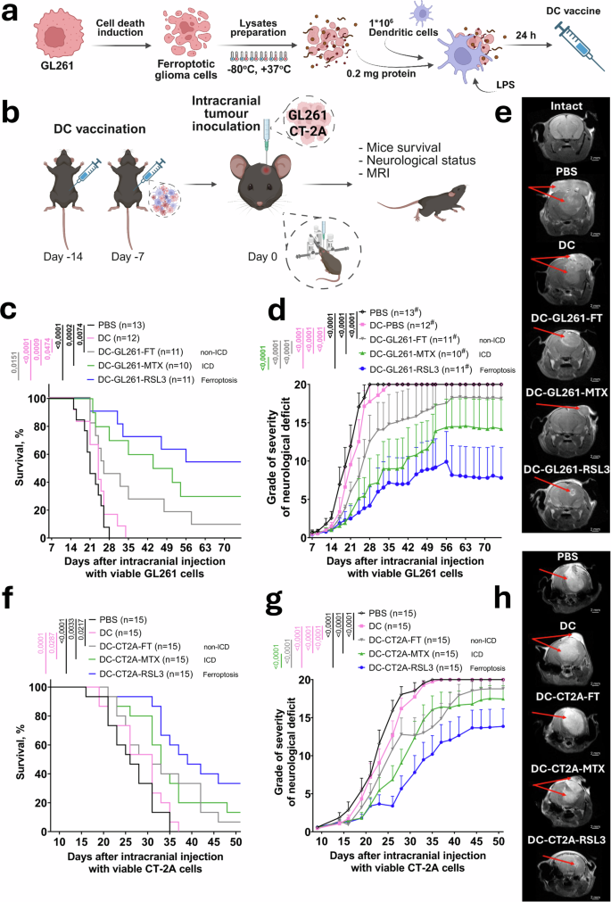 Ferroptosis-armed dendritic cell vaccines for glioma immunotherapy