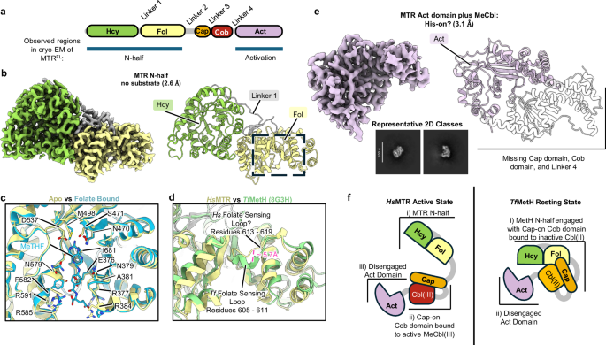 Structural insights into cobalamin loading and reactivation of human methionine synthase