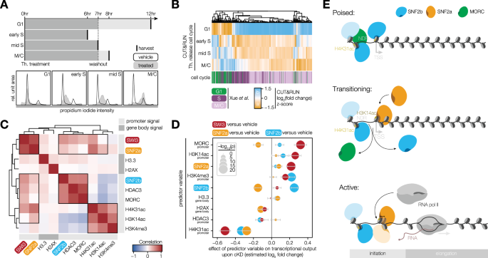 faithful to nature glutathione Two distinct SWI/SNF complexes direct chromatin-linked transcriptional programs in Toxoplasma كريم مخصص للبشرة المرهقة
