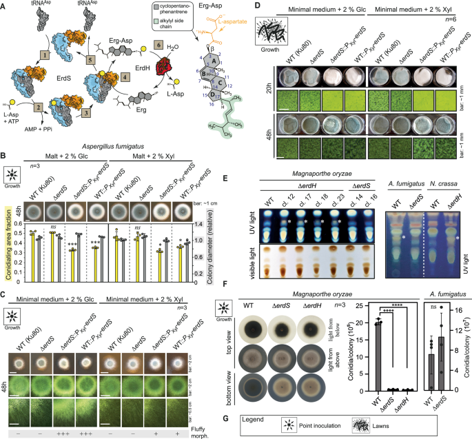 Fig. 1: Erg-Asp synthesis in the physiology of fungi.
